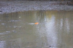 Nuetzelbachsee-2021-23