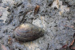 Nuetzelbachsee-2021-24