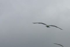 KONICA MINOLTA DIGITAL CAMERA