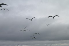 KONICA MINOLTA DIGITAL CAMERA