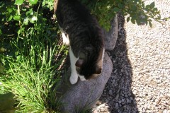 KONICA MINOLTA DIGITAL CAMERA