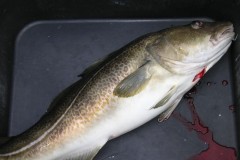 KONICA MINOLTA DIGITAL CAMERA