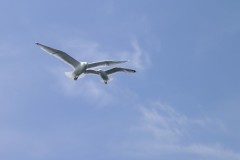 KONICA MINOLTA DIGITAL CAMERA