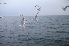 KONICA MINOLTA DIGITAL CAMERA