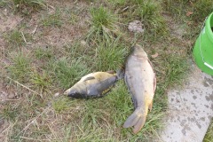 Koenigsangeln-2021-10